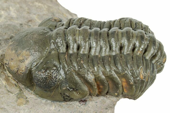 Detailed Reedops Trilobite - Atchana, Morocco #322274